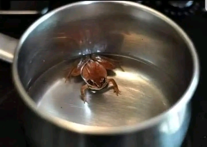 فوائد منظمات النمو