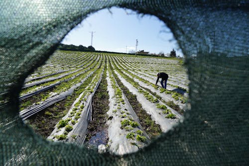 شركة رڤان (RVAN) للأسمدة الزراعية